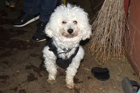 lulù