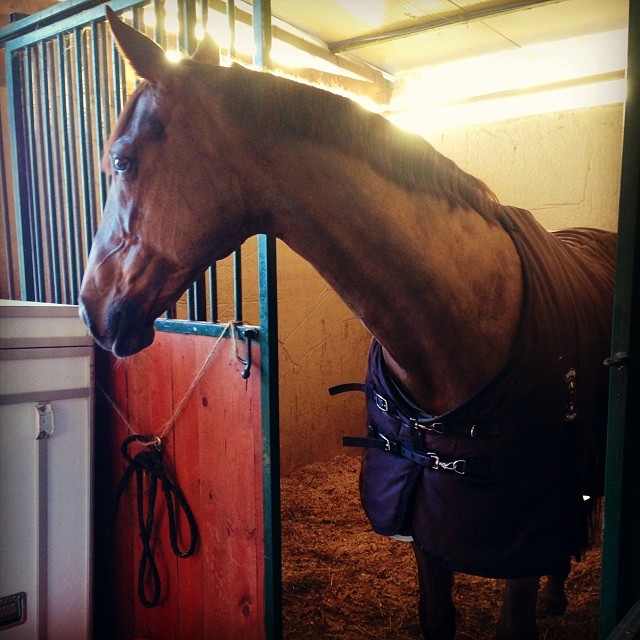 Right now in #tortona at #centroippicoiltorrione 😚 Naz. A 5* #iconadeironchi #equiline